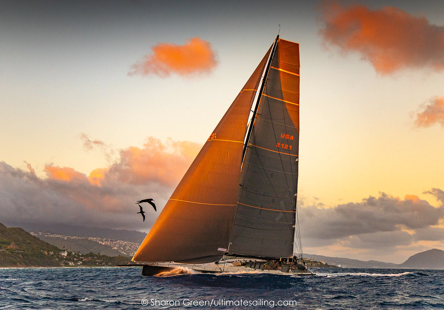 Sea birds greet a yacht in 2019 transpac race 