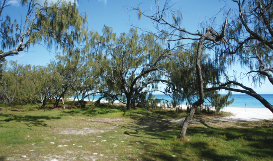 Camping site looking onto a beach.