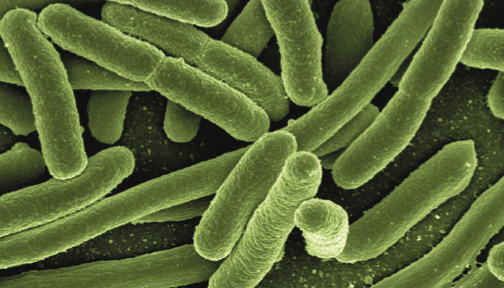 E-coli bacteria.