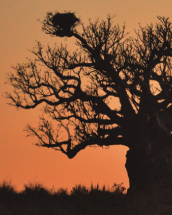 Boab tree at sunset.