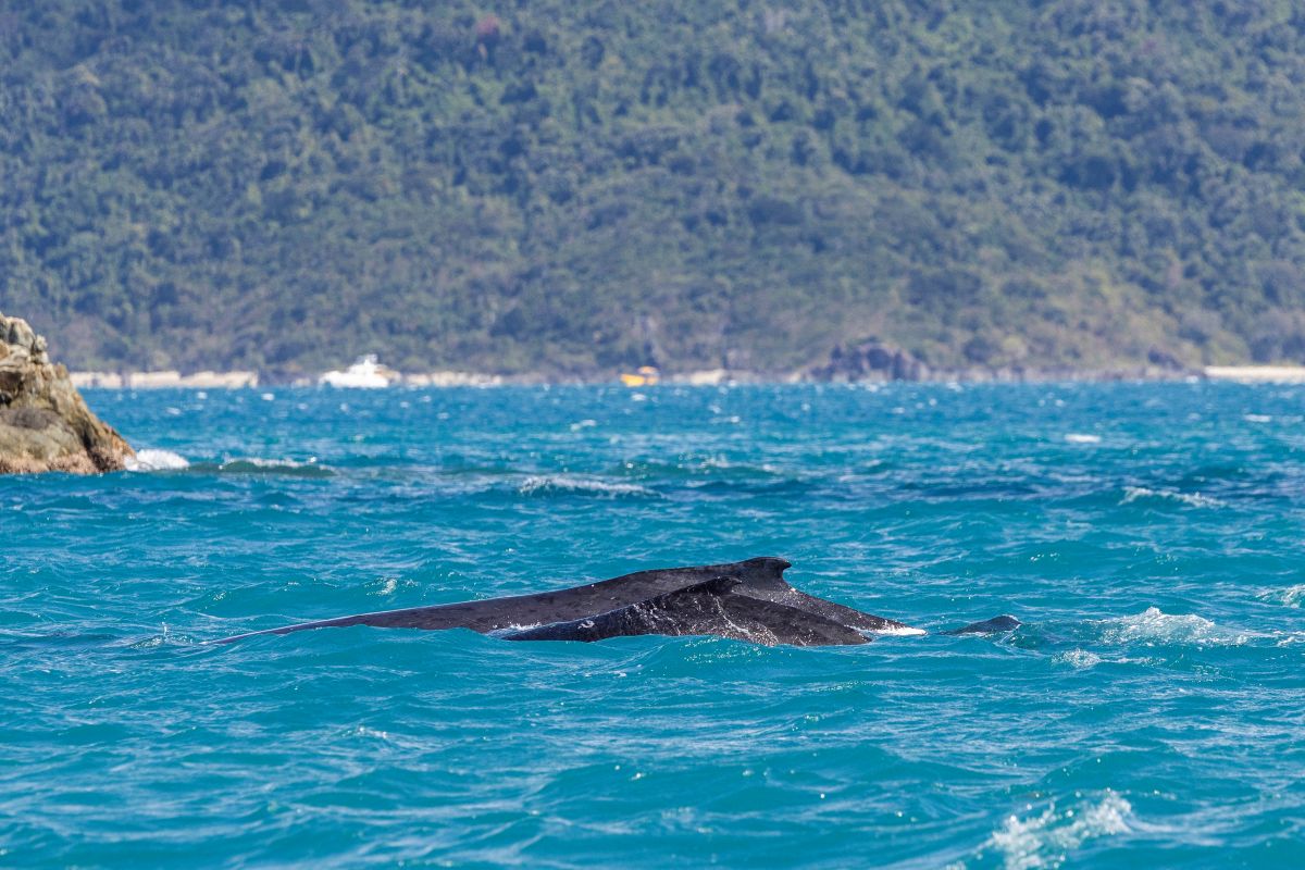 How lucky are we - whales came to visit - Andrea Francolini, ABRW pic
