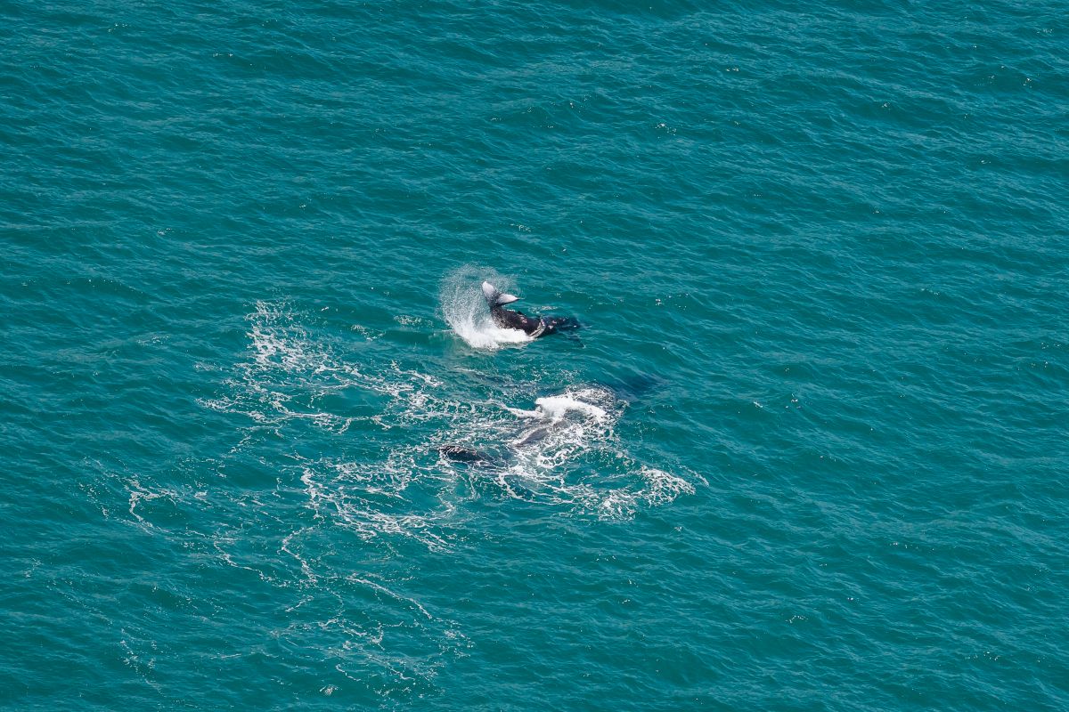 Whale & calf at play on the course - Revolution Productions pic