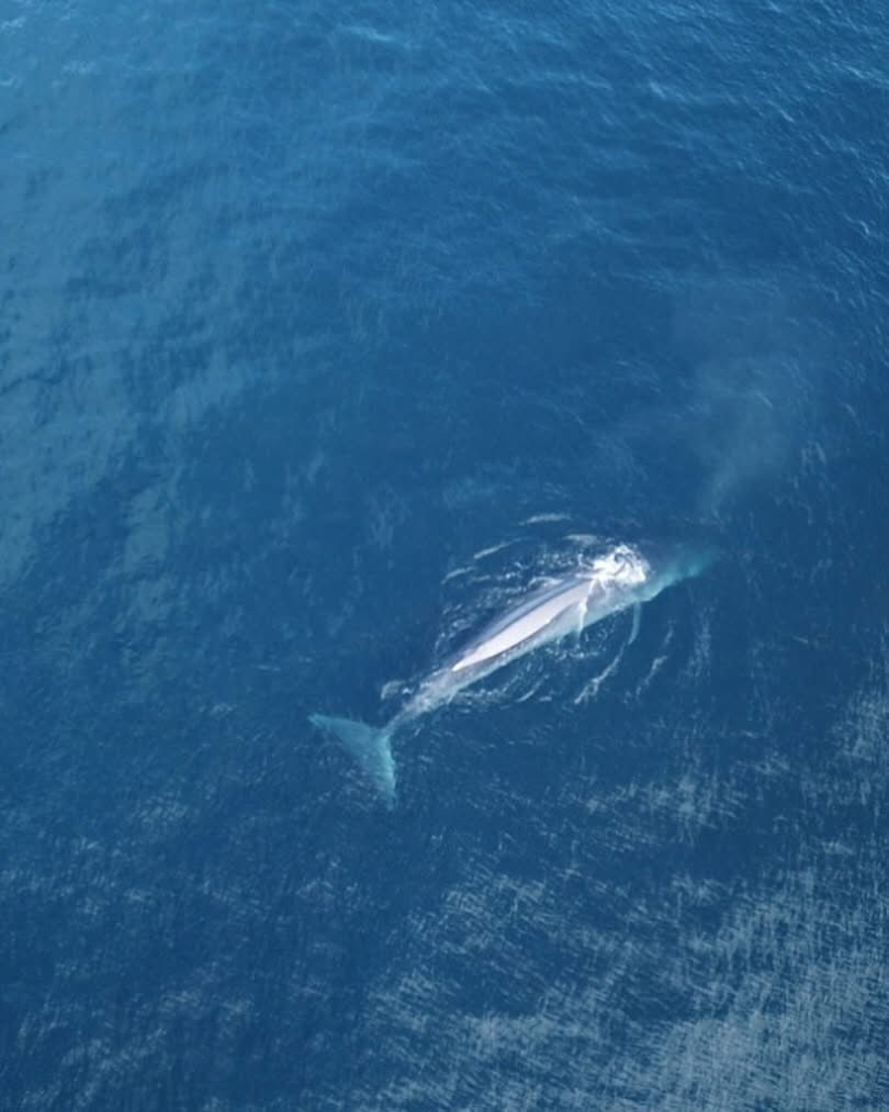 Baby Whale seen by Cooloola's crew - pic courtesy Cooloola