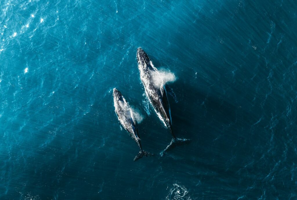 World Sailing Releases Marine Megafauna Guidelines