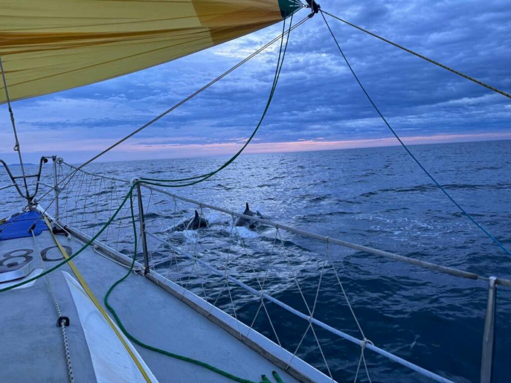 Acrobatic dolphins escorting Alien at daybreak on the final day of racing. Photo credit Glen Cowan