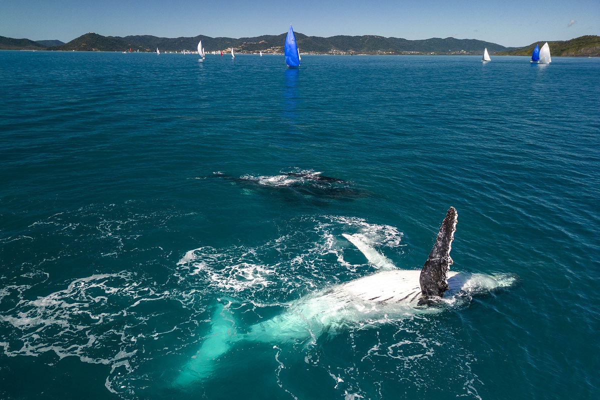 SAILING - Airlie beach race week 2023