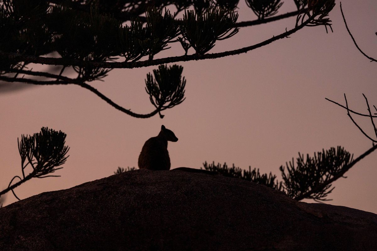 Wallaby at sunrise on Maggie Island - Andrea Francolini pic