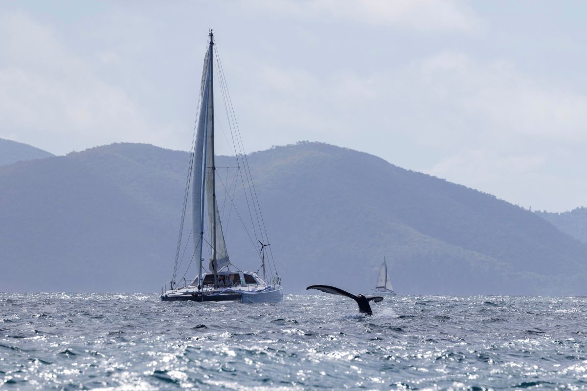 Resolute II had a whale of a time - Andrea Francolini, ABRW pic