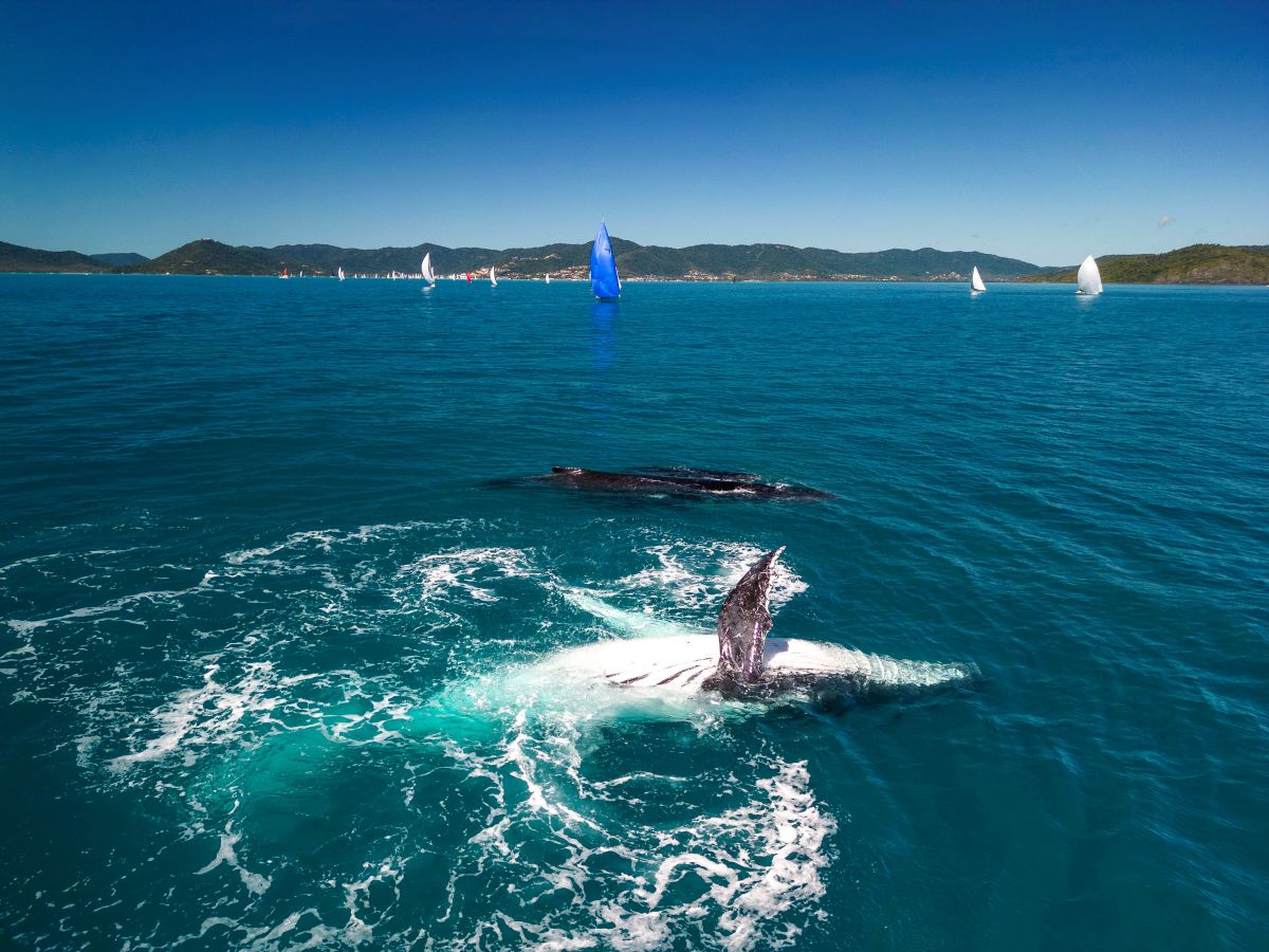 Whales come out to play with the fleet at ABRW - Andrea Francolini, ABRW pic (1)